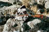 hunt03-2.JPG (331629 bytes)
